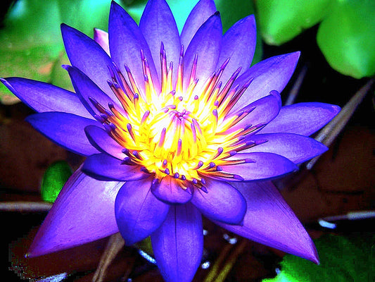 Blue lotus flower