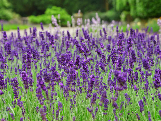 Spike Lavender flowers field