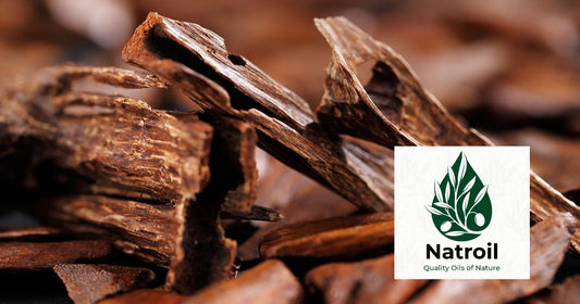 Premium Agarwood OUD (Aquilaria malaccensis L.) ) 100% PURE Essential OIL