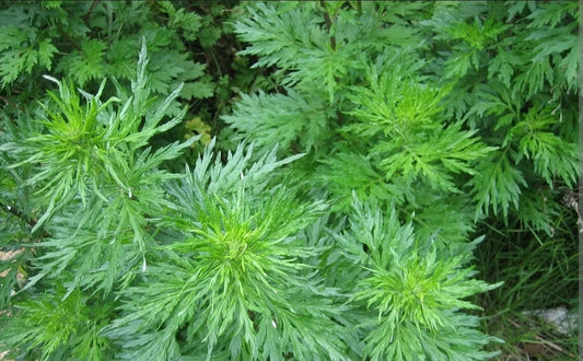 Davana plant