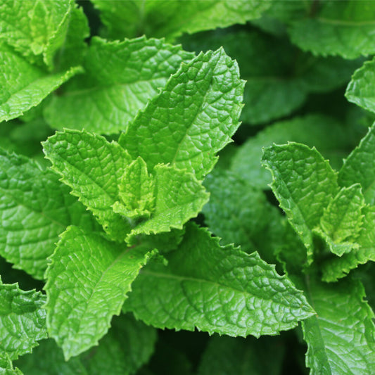 Spearmint plant leaves