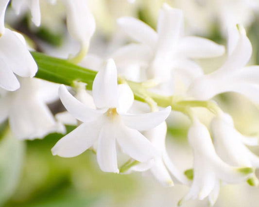Tuberose flowers