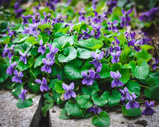 Violet leaves and flowers