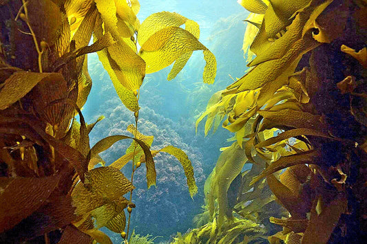 Seaweed plants under water