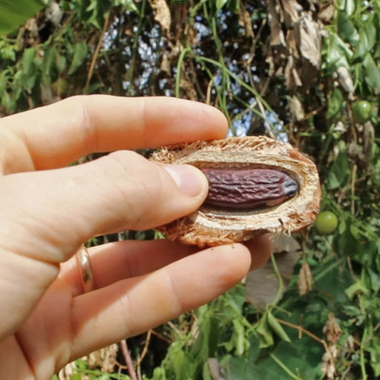 Tonka Bean (Dipteryx Odorata) Absolute Oil 100% Natural