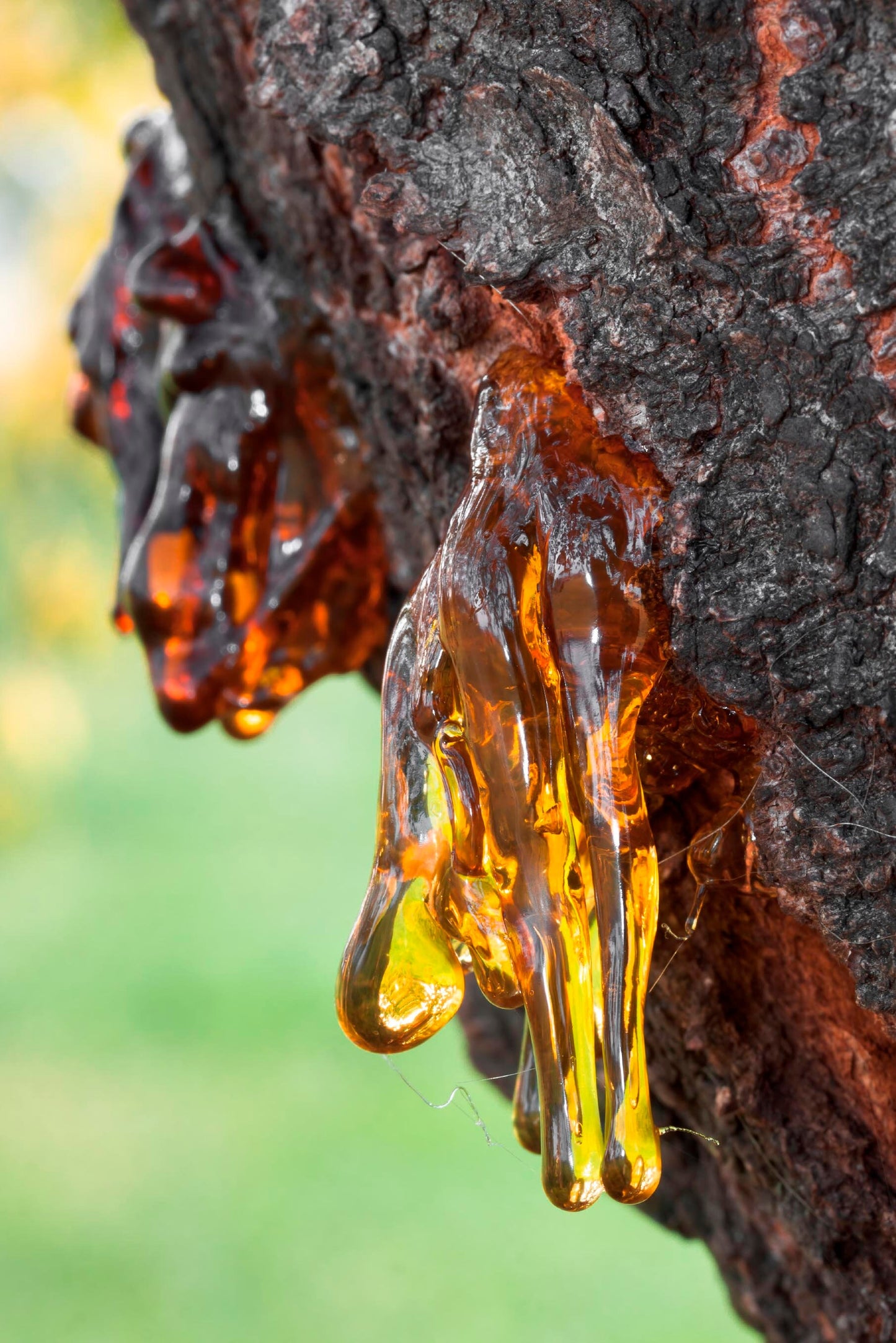 Amber (Pinus Succinefera L.) Essential Oil 100% Natural