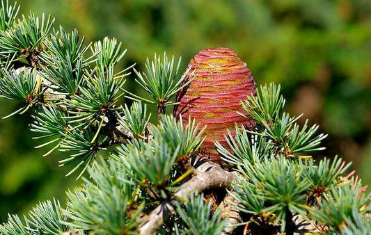 Cedarwood atlas plant image