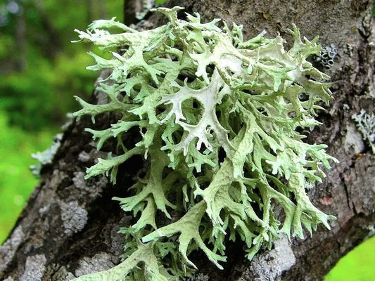 Oakmoss plant on tree