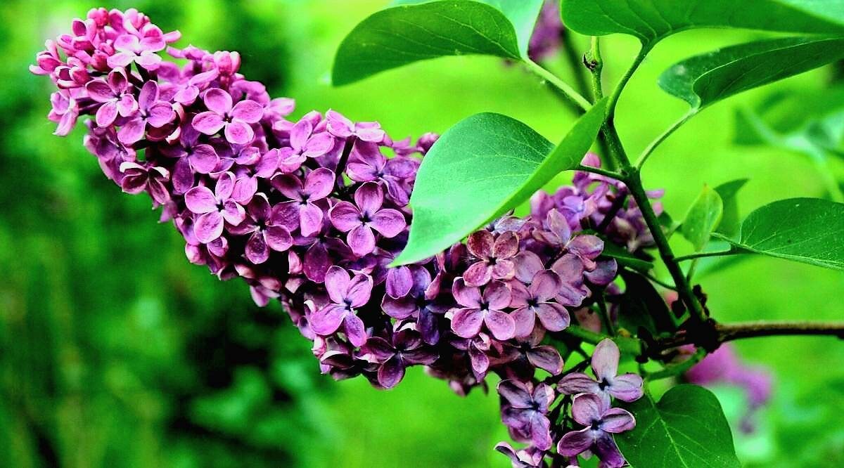 Bulgarian Lilac (syringia vulgaris L.) Absolute Oil 100%