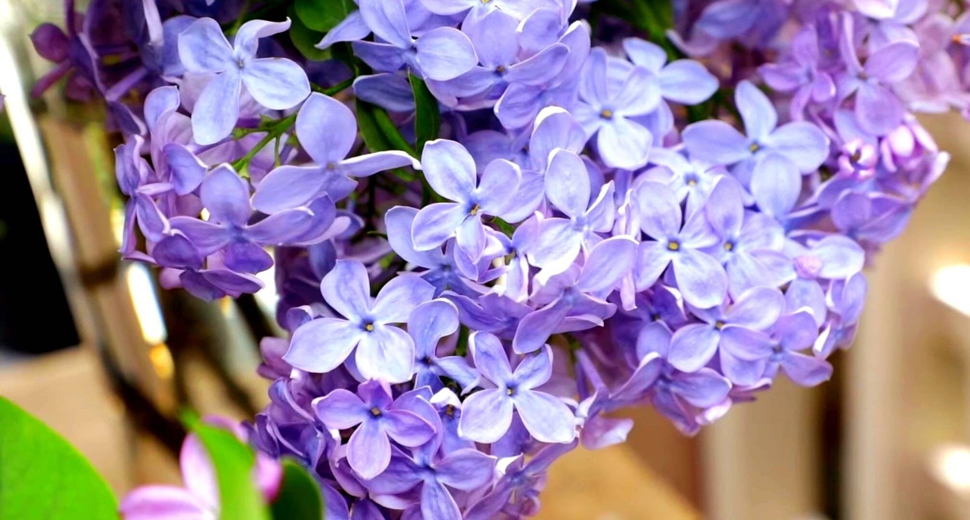 Lilac flowers image