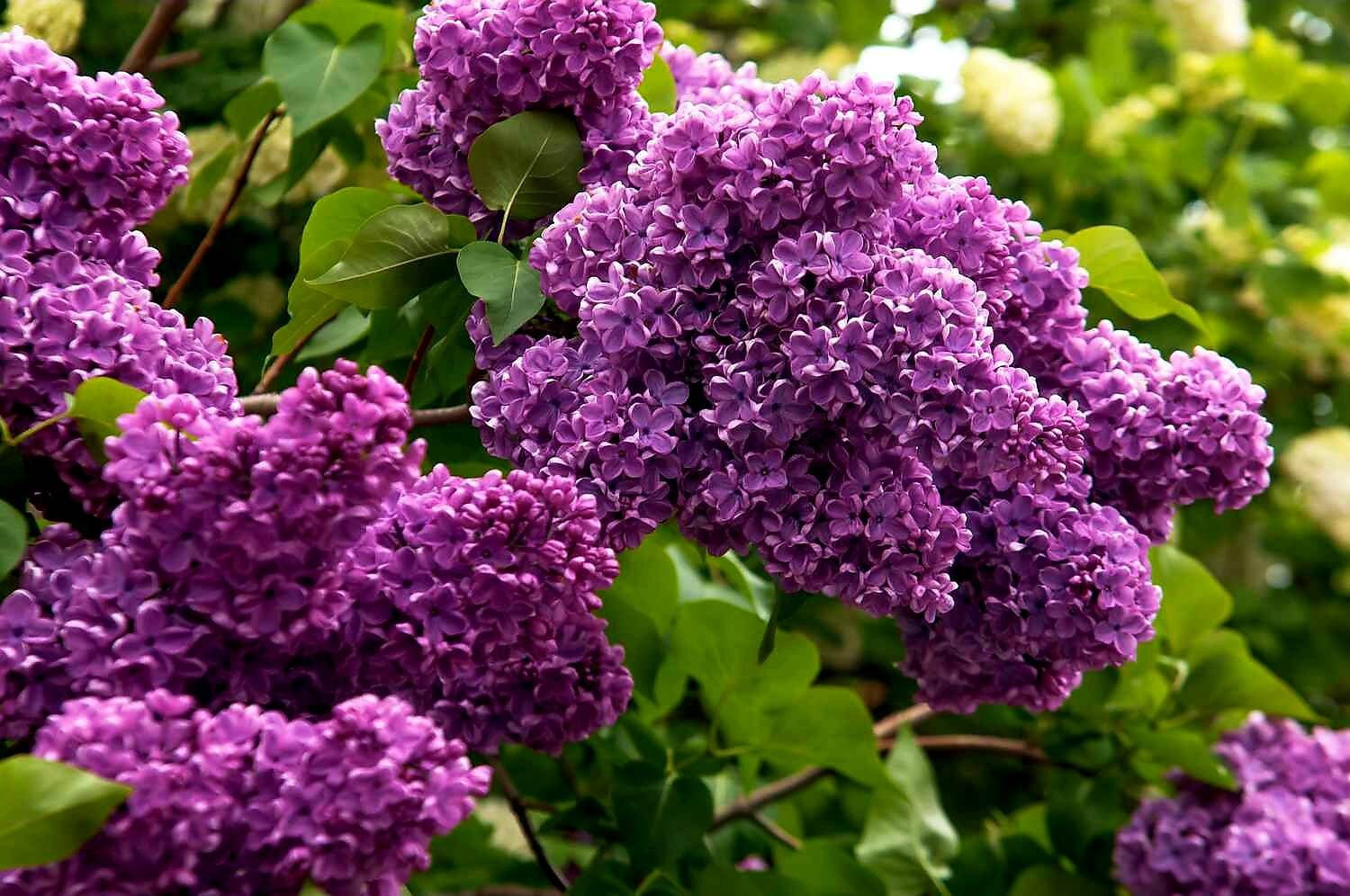 Bulgarian Lilac flowers