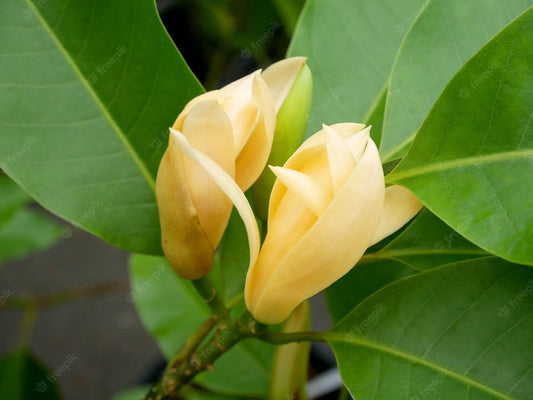 Image of Champaca flower