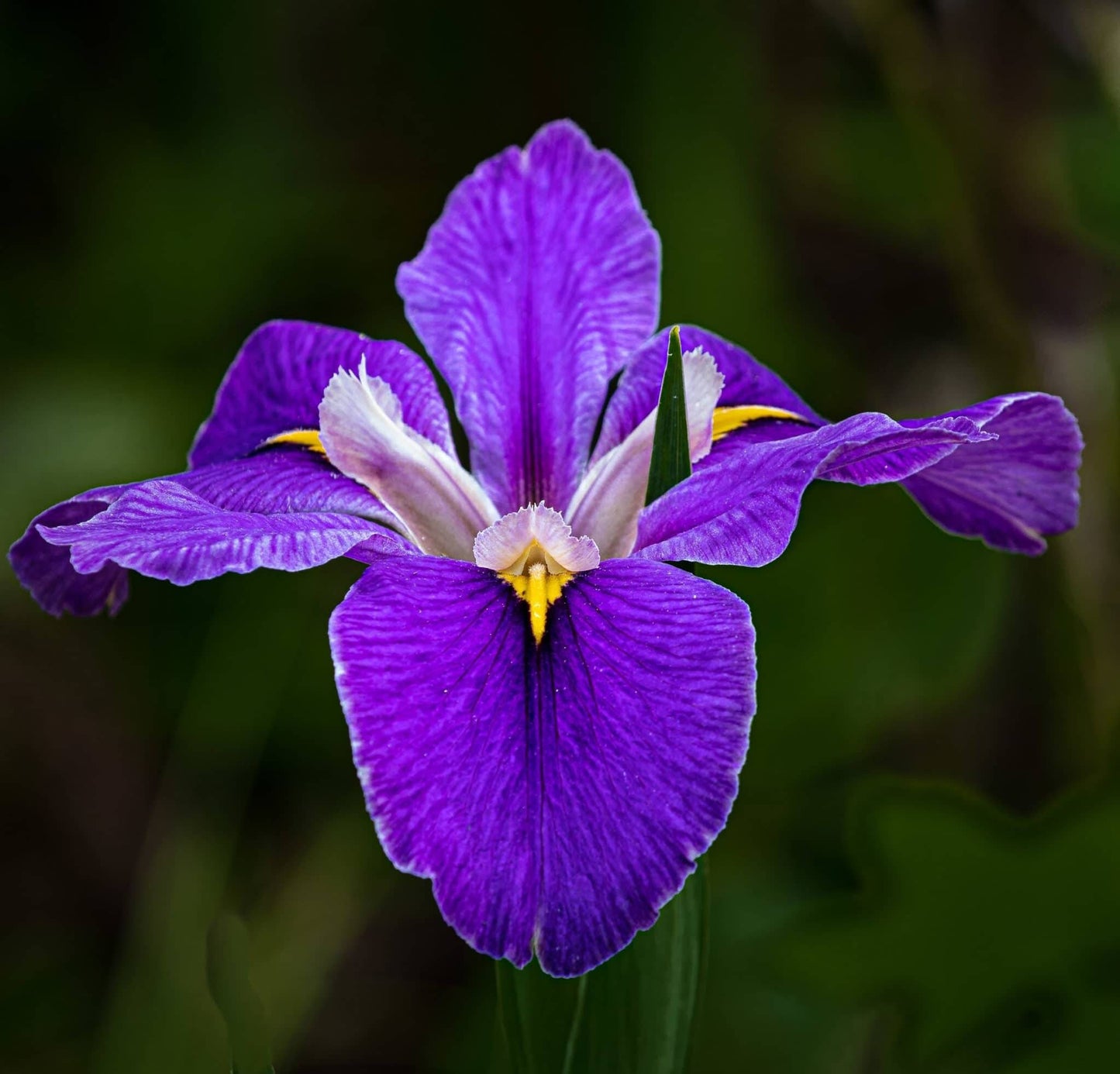 Orris (Iris pallida L.) Absolute Oil 100%