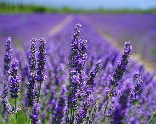 Lavender field image