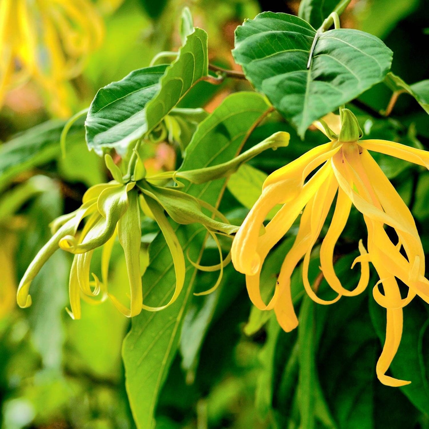 Ylang-ylang plant