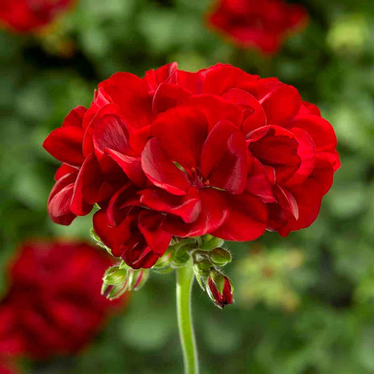 Geranium flowers image