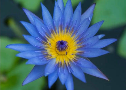 Blue Lotus (Nymphaea Caerulea L.) Absolute Oil 100% concentrate
