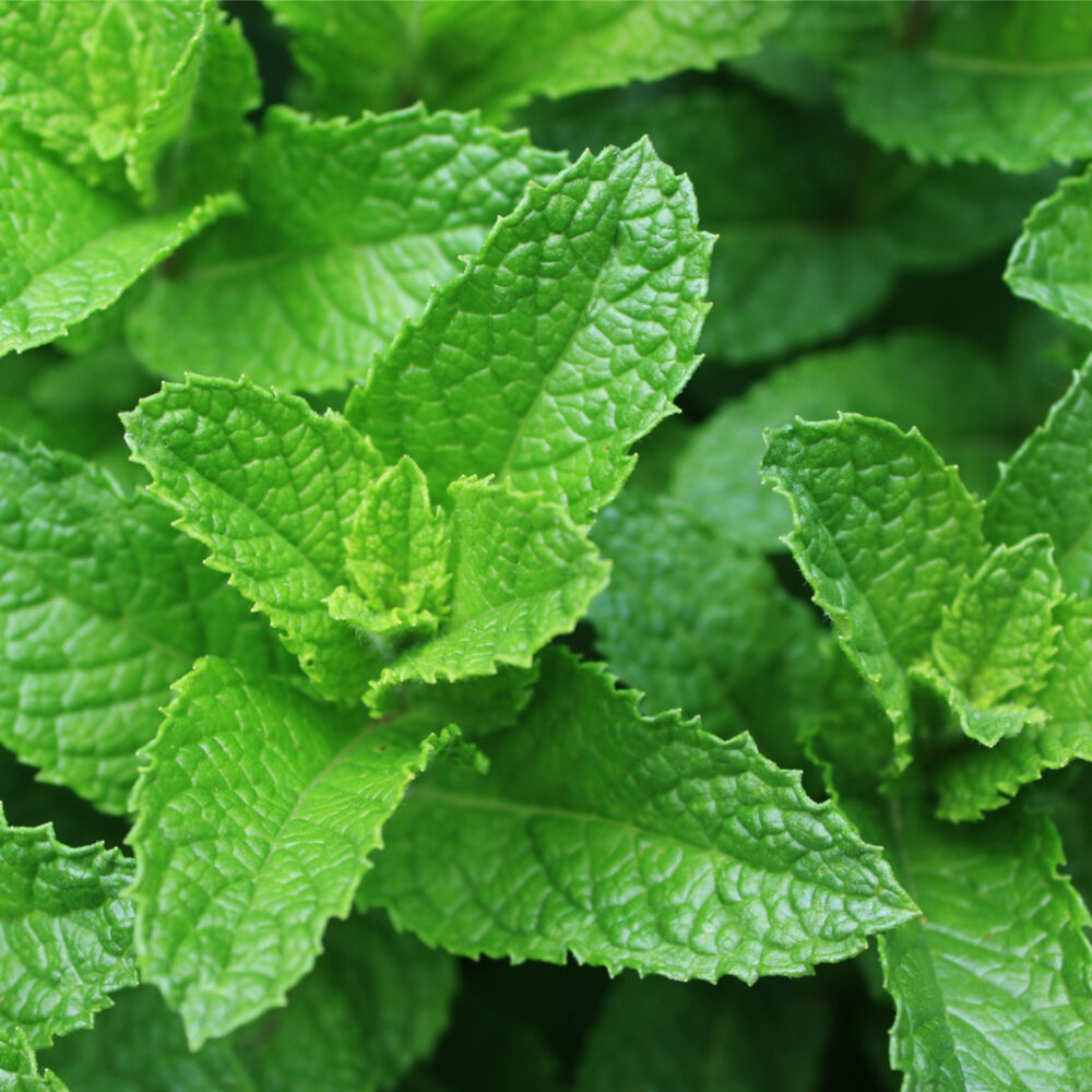 Spearmint (Mentha spicata L.) 100% Essential Oil