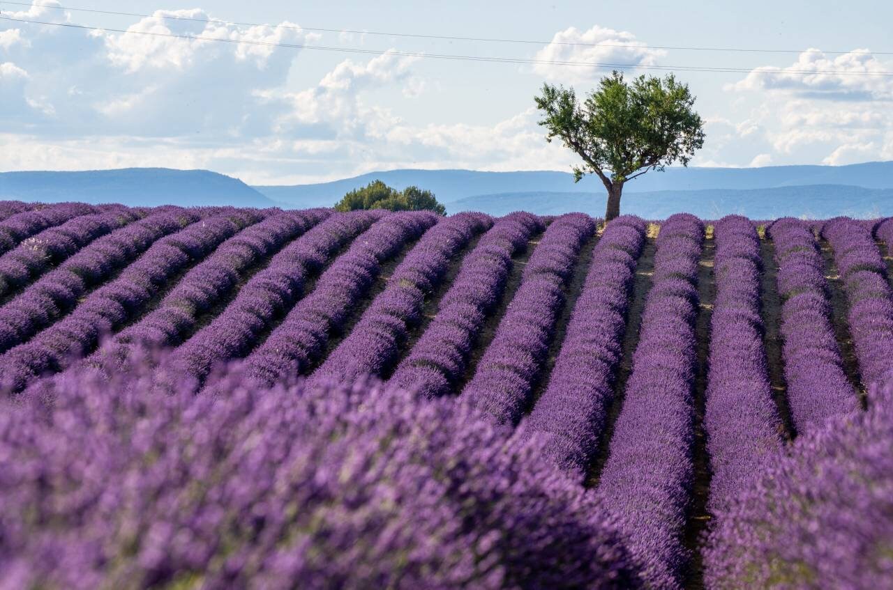 French Spike Lavender (Lavandula latifolia L.) Essential Oil 100%