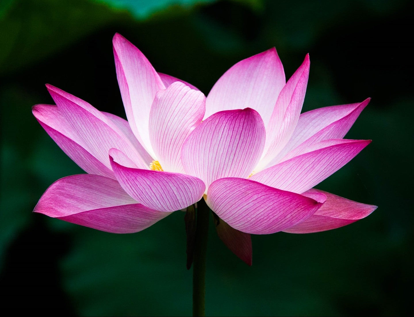 Pink Lotus (Nelumbo nucifera L.) Absolute Oil 100% concentrate