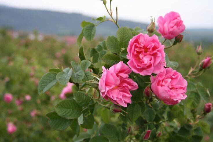 Bulgarian Rose (Rosa damascena L.) 100% Absolute Oil - Premium Essential Oil for Aromatherapy, Perfumery, and Skincare