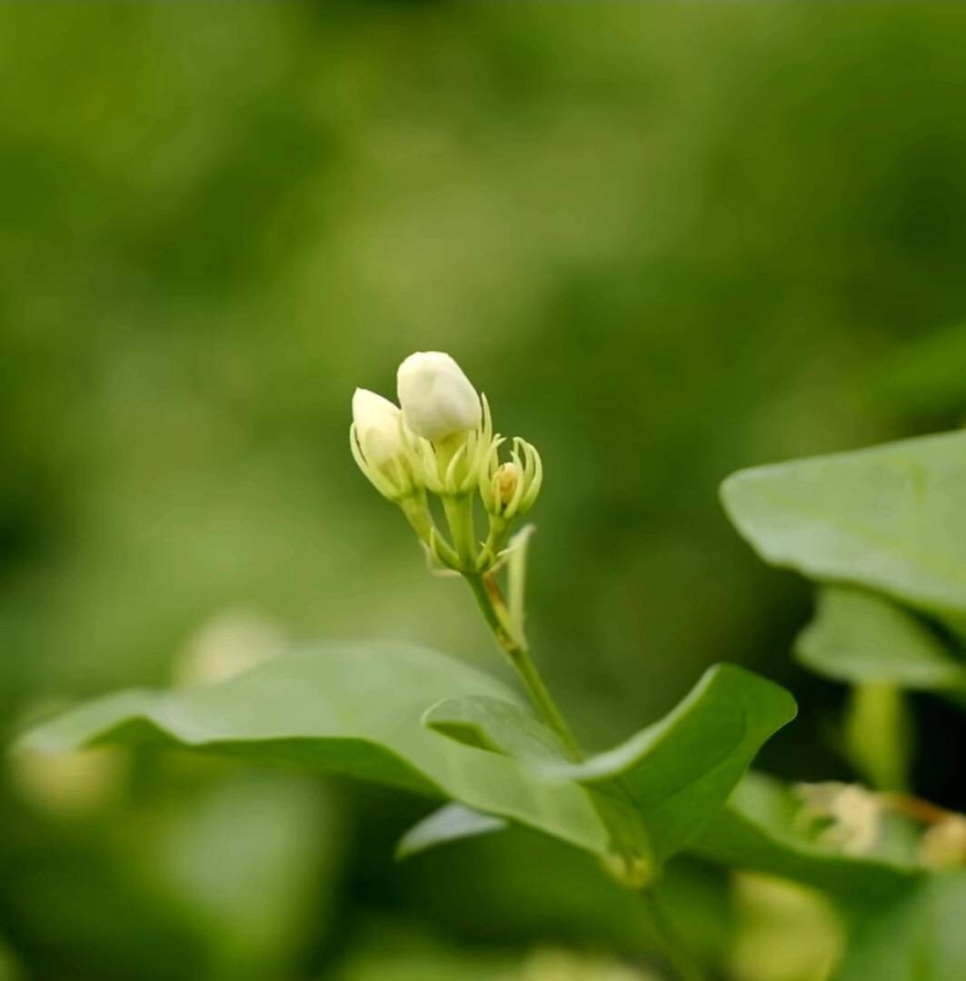 Jasmine Sambac (Jasminum sambac) ABSOLUTE Oil