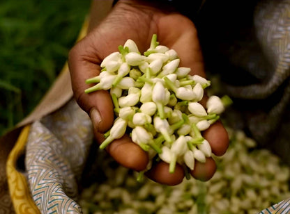 Jasmine Sambac (Jasminum sambac) ABSOLUTE Oil