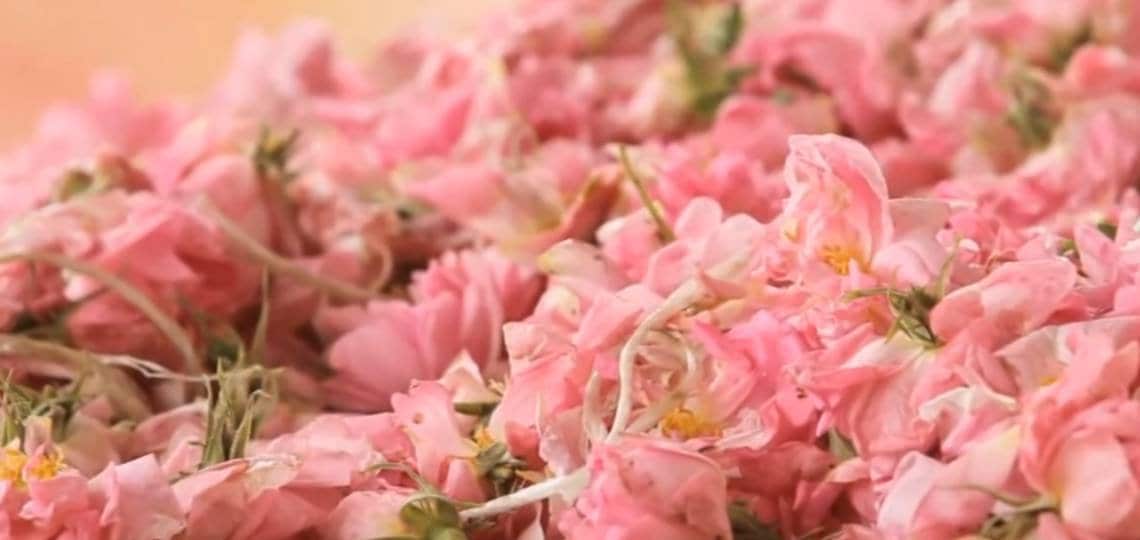 Bulgarian Rose (Rosa damascena L.) 100% Absolute Oil - Premium Essential Oil for Aromatherapy, Perfumery, and Skincare