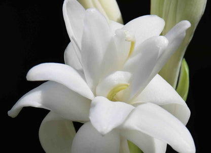 Tuberose (Agave amica) 100% Absolute Oil (hexane free)