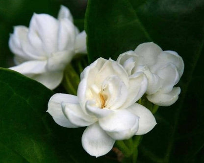 Jasmine Sambac (Jasminum sambac) ABSOLUTE Oil