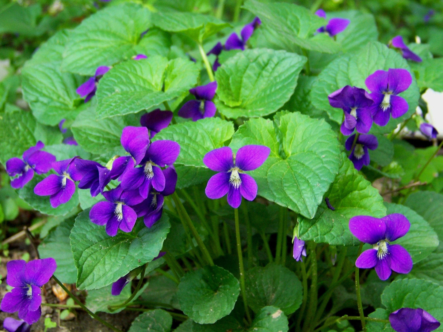 Violet Leaf (Viola odorata) Absolute 100%