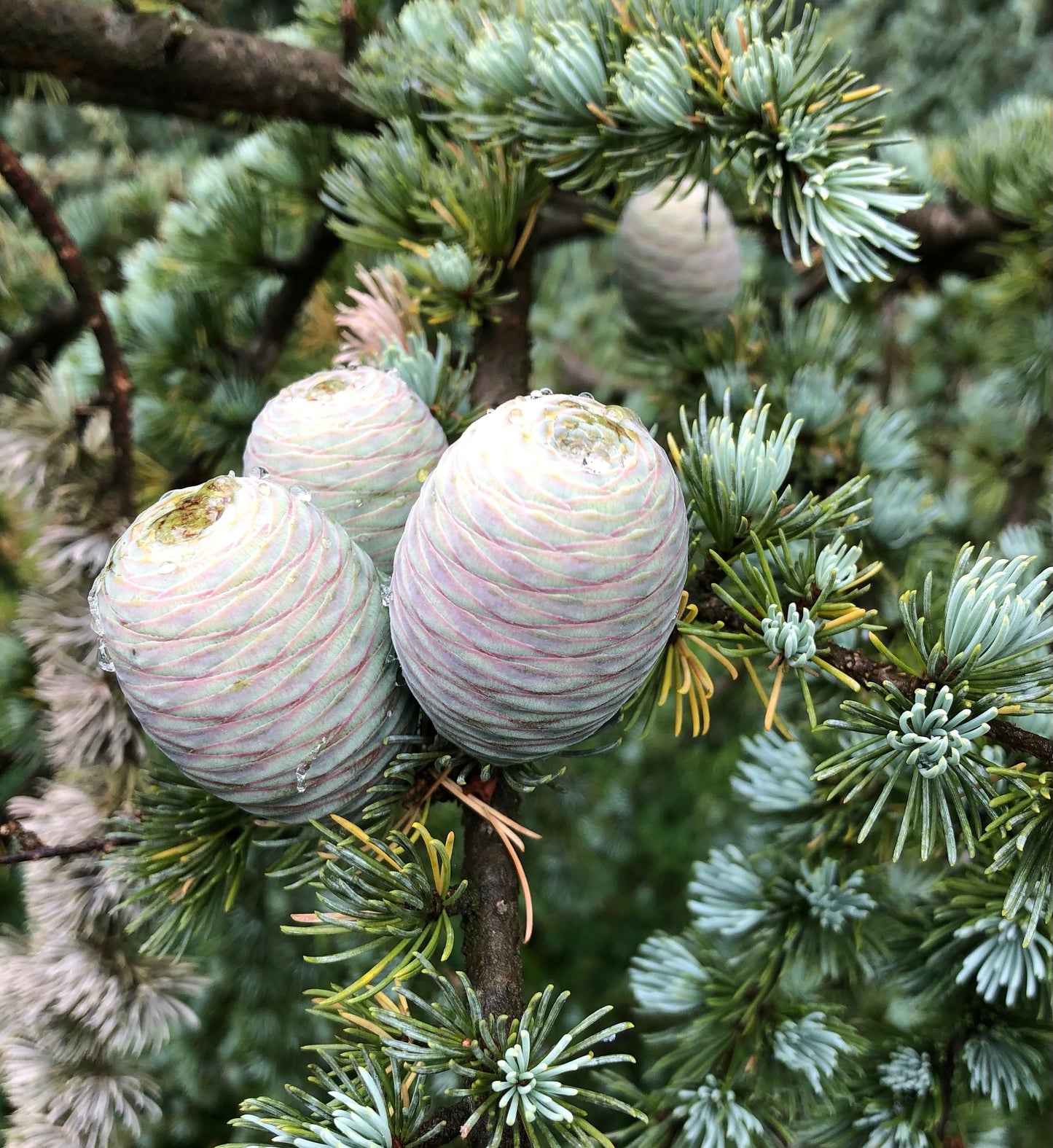 Cedarwood (Cedrus Atlantica) Essential Oil 100% Natural