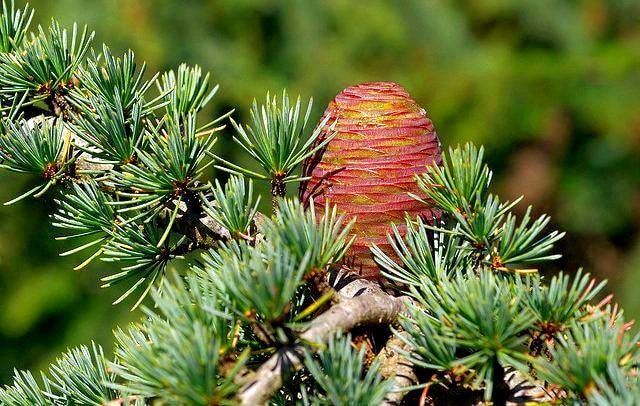 Cedarwood atlas plant image