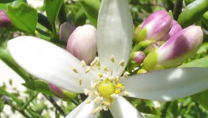 Moroccan Neroli (cutrus aurantium L.) Essential Oil 100% Natural