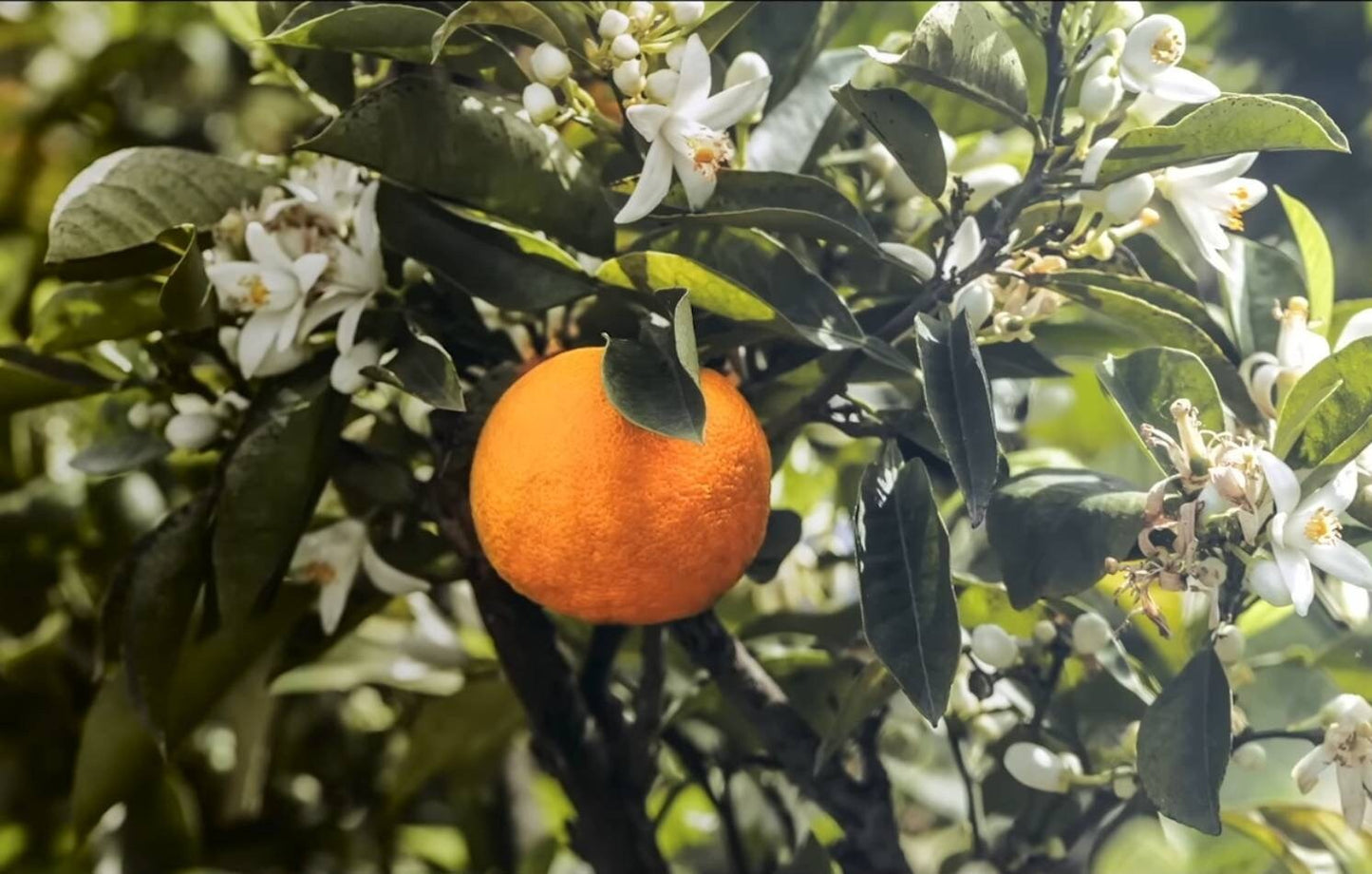 Moroccan Neroli (cutrus aurantium L.) Essential Oil 100% Natural