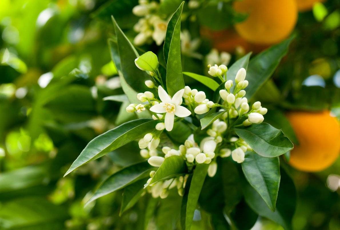 Neroli plant image with leave and flowers