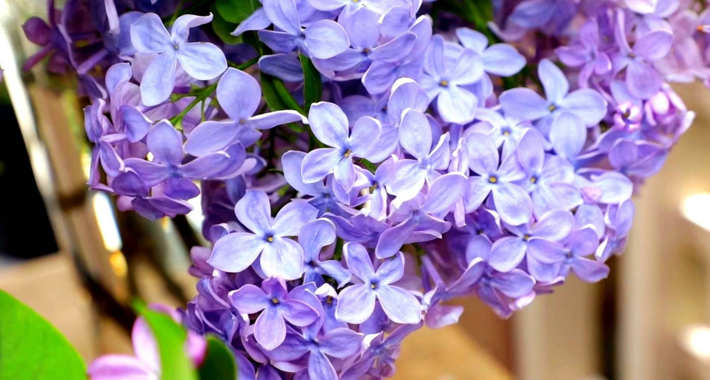 Lilac flowers image