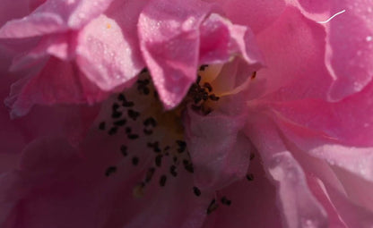 Bulgarian Rose (Rosa damascena L.) 100% Absolute Oil - Premium Essential Oil for Aromatherapy, Perfumery, and Skincare