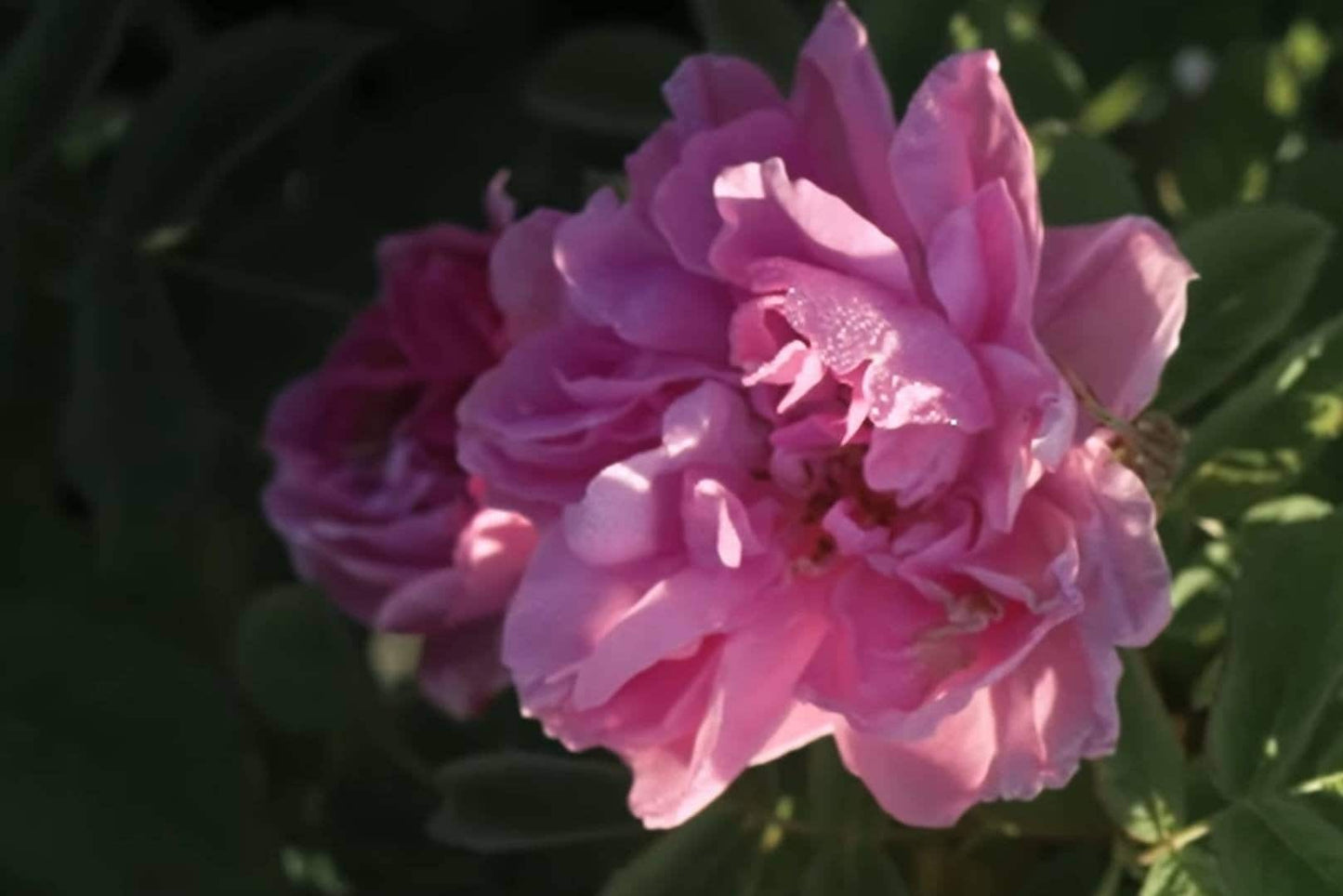 Bulgarian Rose (Rosa damascena L.) 100% Absolute Oil - Premium Essential Oil for Aromatherapy, Perfumery, and Skincare