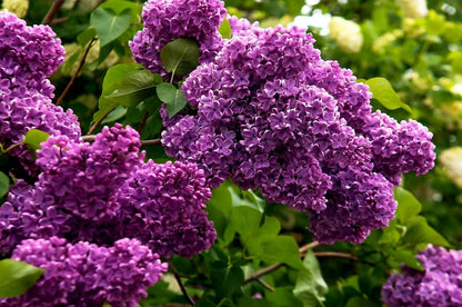 Bulgarian Lilac flowers