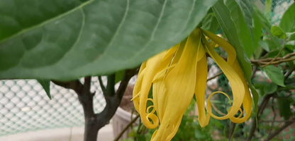 Ylang ylang Essential Oil 100% Natural