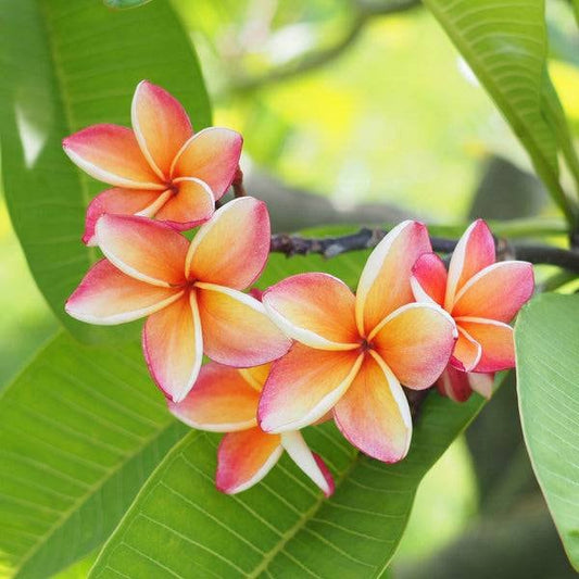 Frangipani (Plumeria Alba L.) Absolute Oil 100%