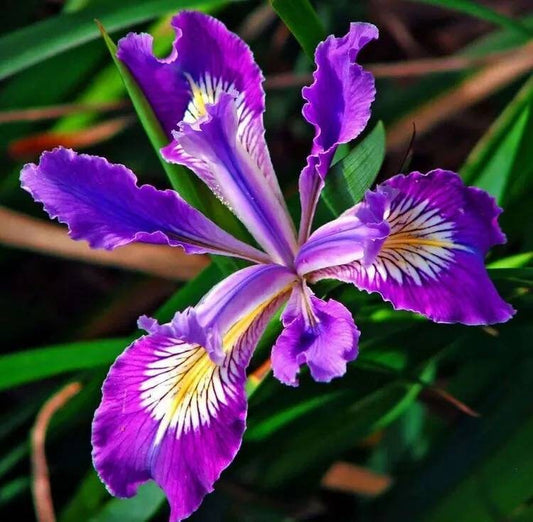 Orris (Iris pallida L.) Absolute Oil 100%