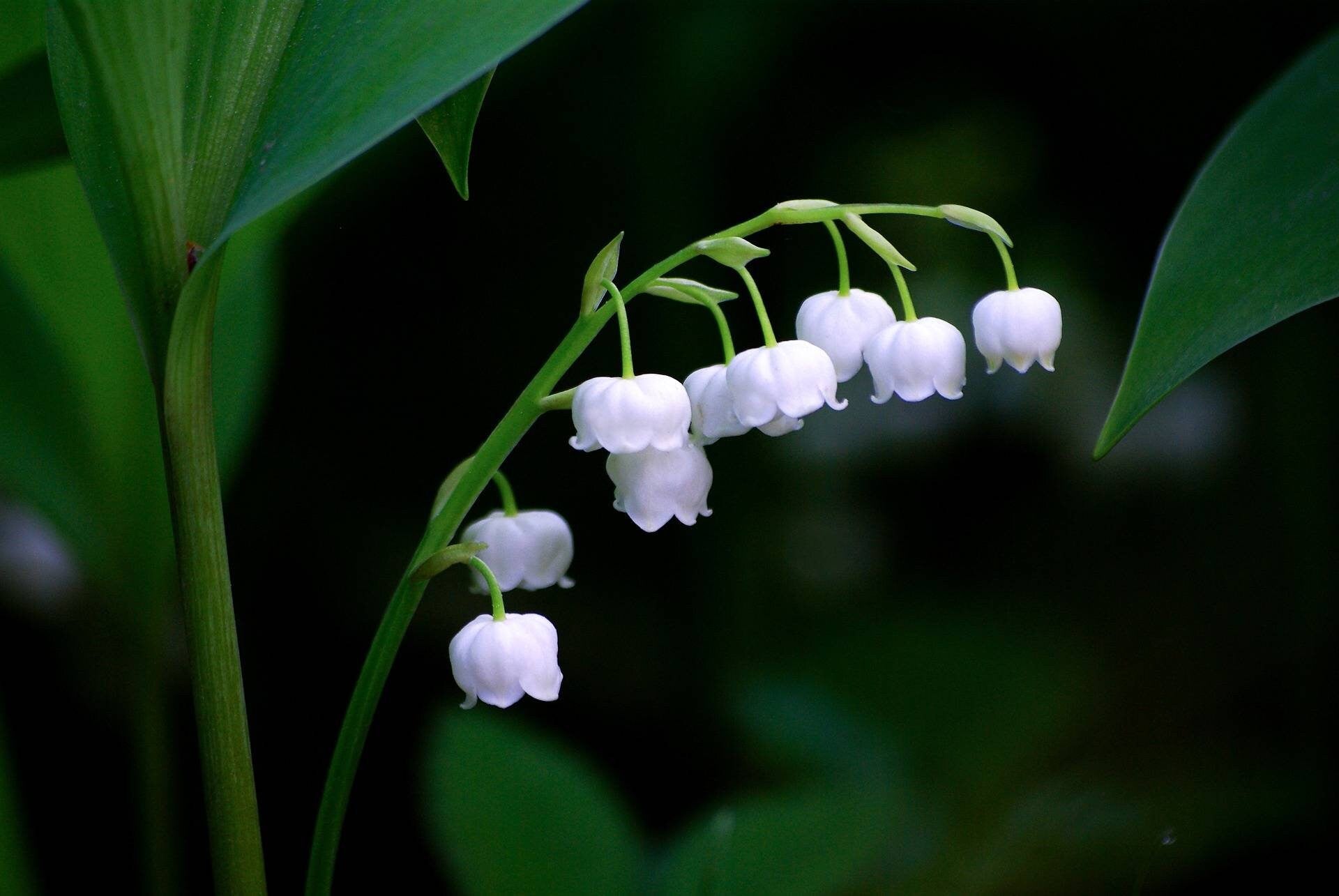 Muguet (Lily of the Valley, Convallaria Majalis) Absolute Essential Oil