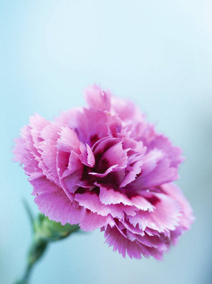 Carnation flower image