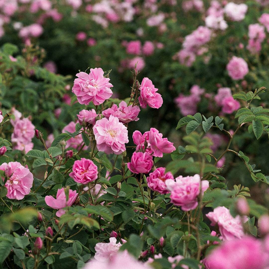 Rose De Mai ( R. centifolia L.) Absolute Oil 100%