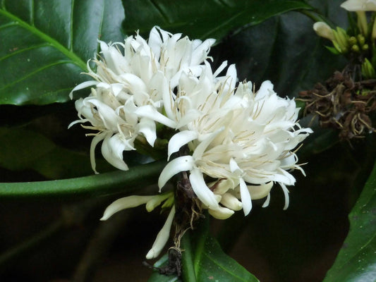 Coffee Blossom (Coffea Arabica L.) Absolute Oil 100%