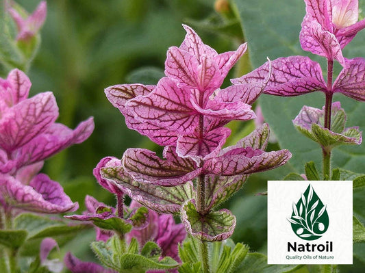 Clary Sage (Salvia sclarea L.) Essential Oil