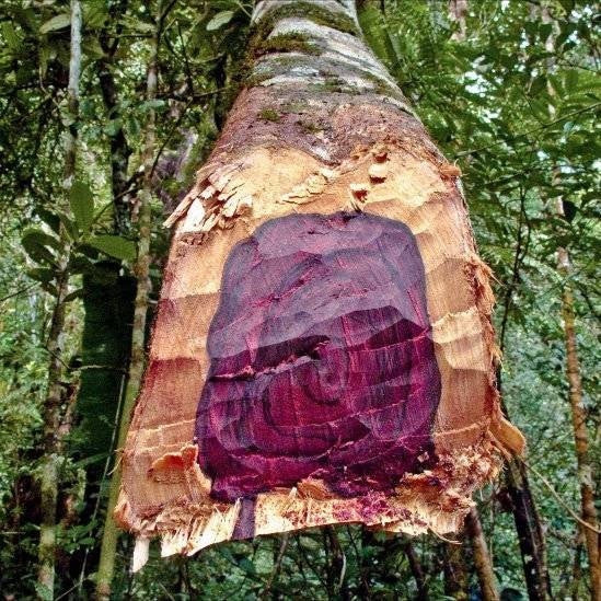 Rosewood log image 