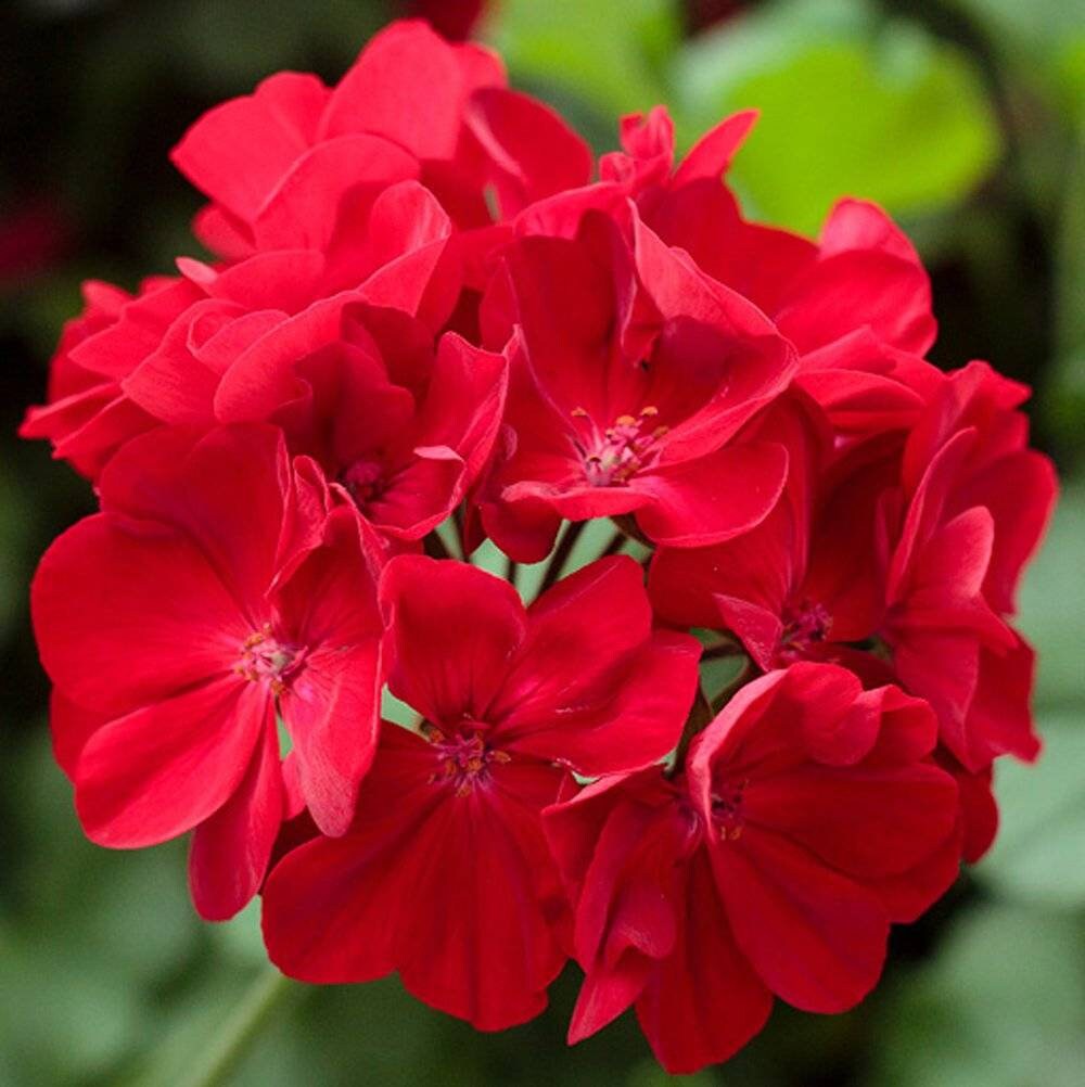 Geranium Essential Oil